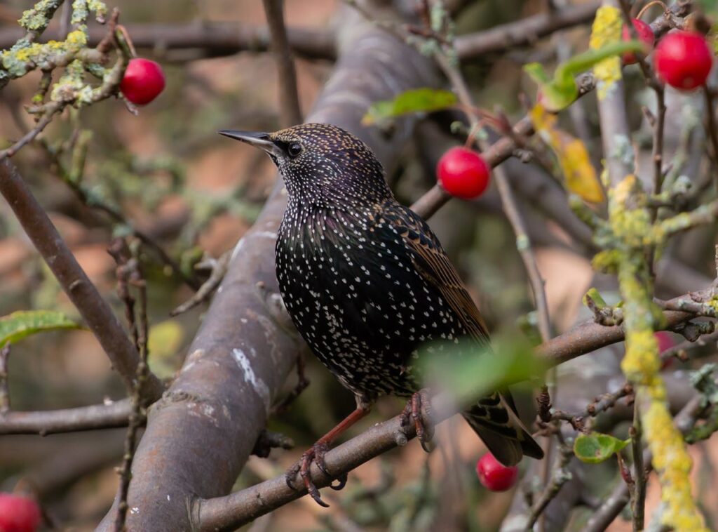 european starling-