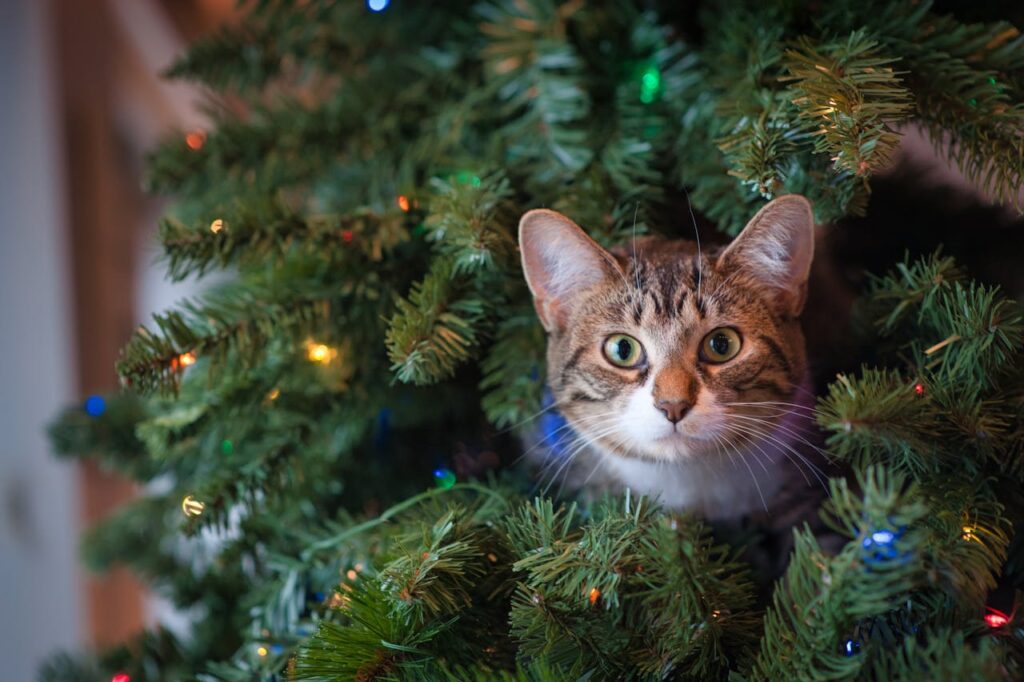 tabby cat