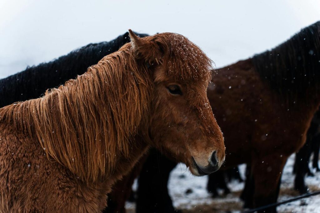 horse
