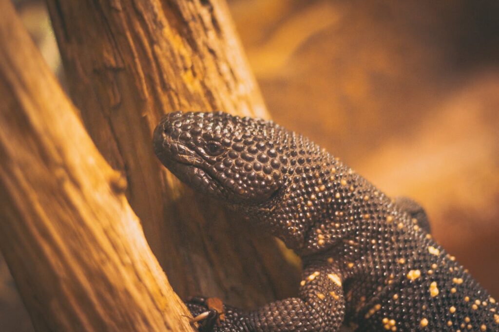 gila monster