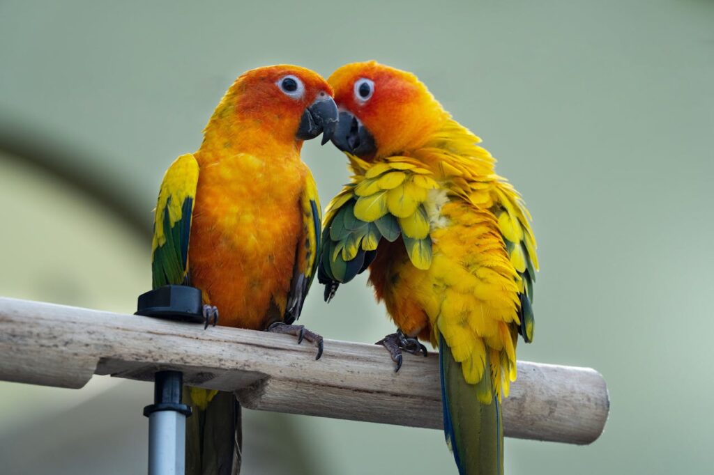 sun conure birds