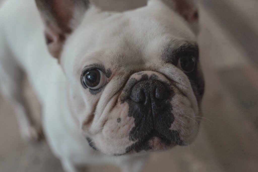 french bulldog