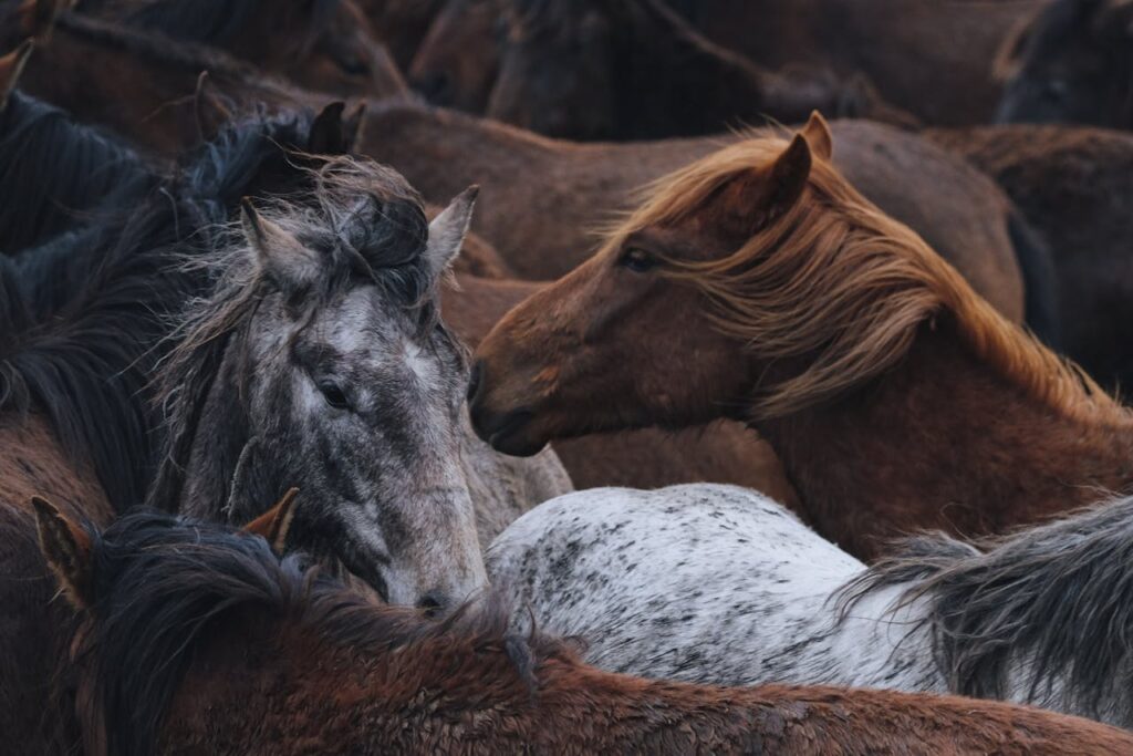 Wild Mustang
