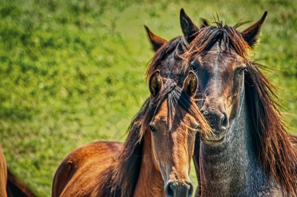 brown-and-black-horses