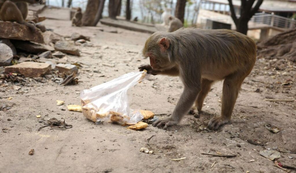 Monkey Taking Out Food from a Plastic Bag