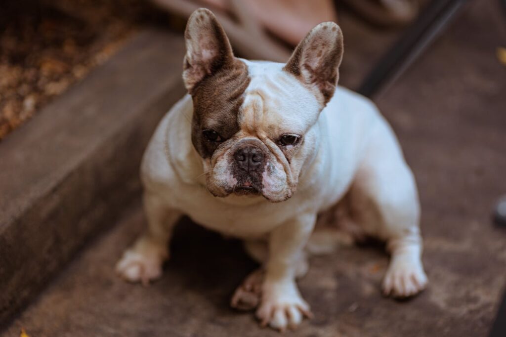 french bulldog