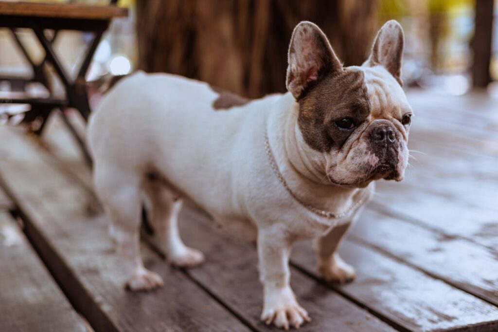 french bulldog