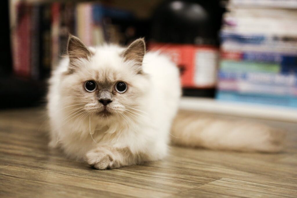 cat