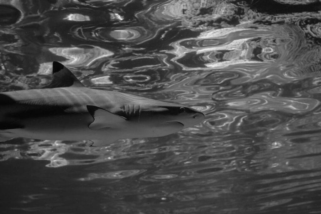 Blacktip Shark