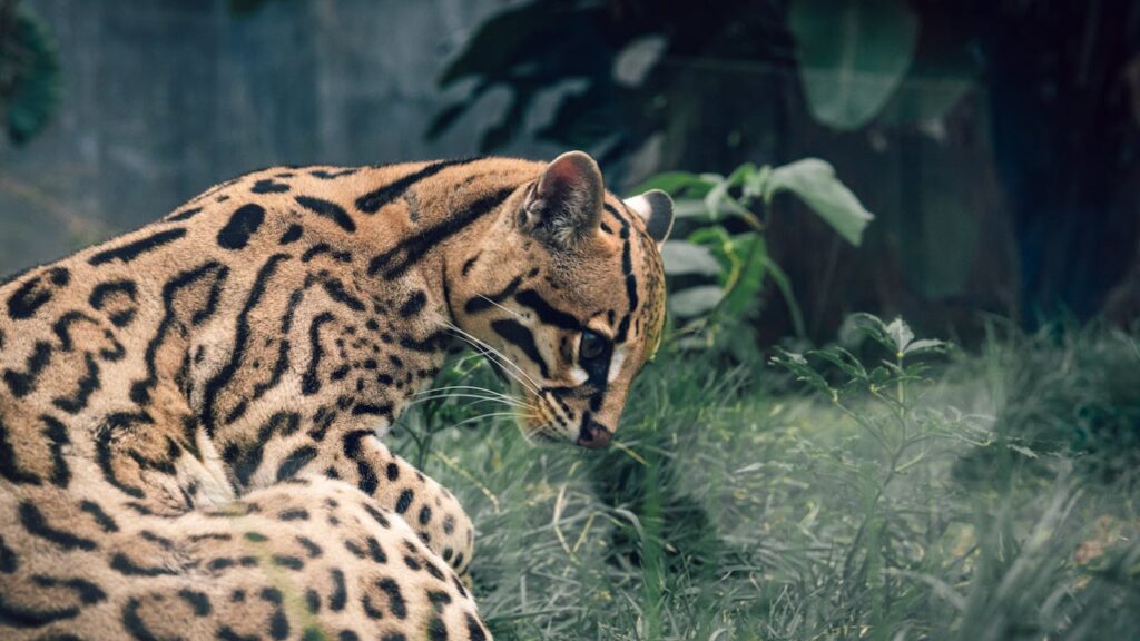 ocelot