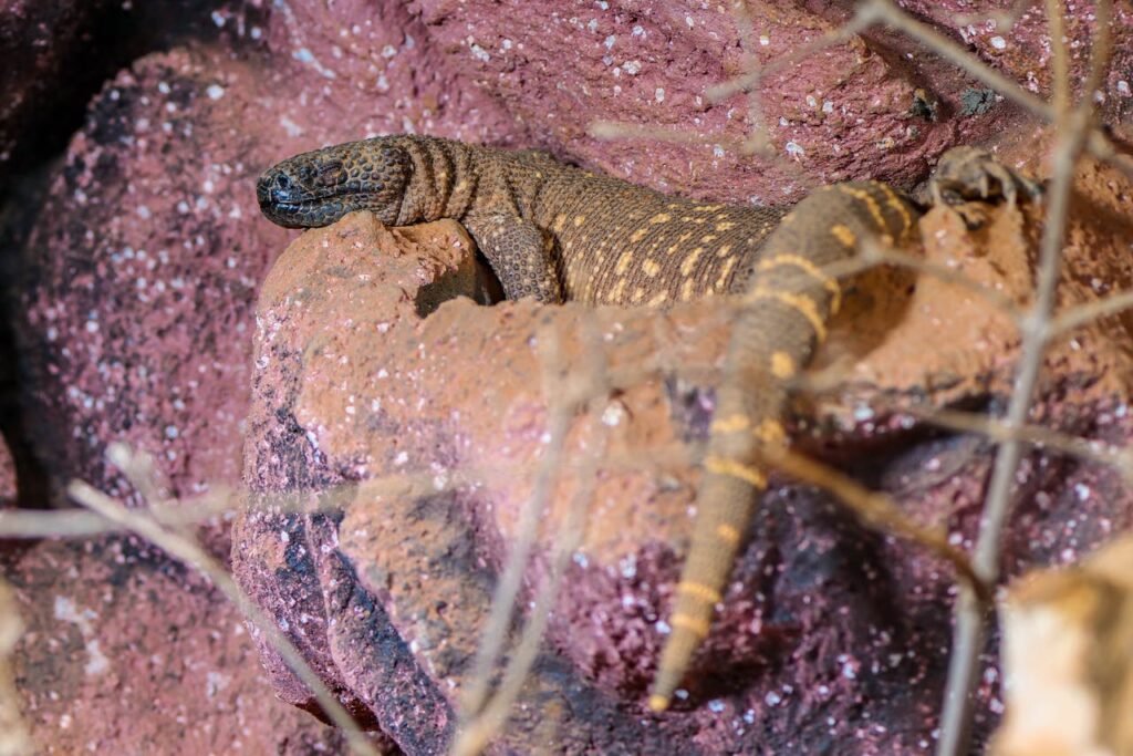 desert-lizard-on-rocky-