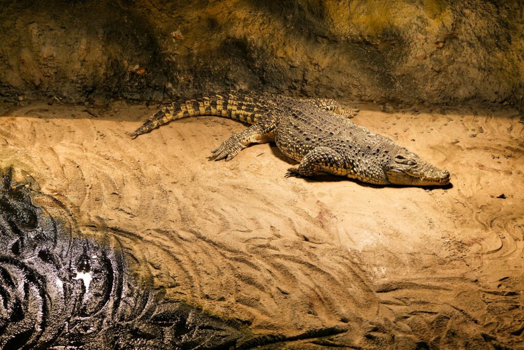 crocodile