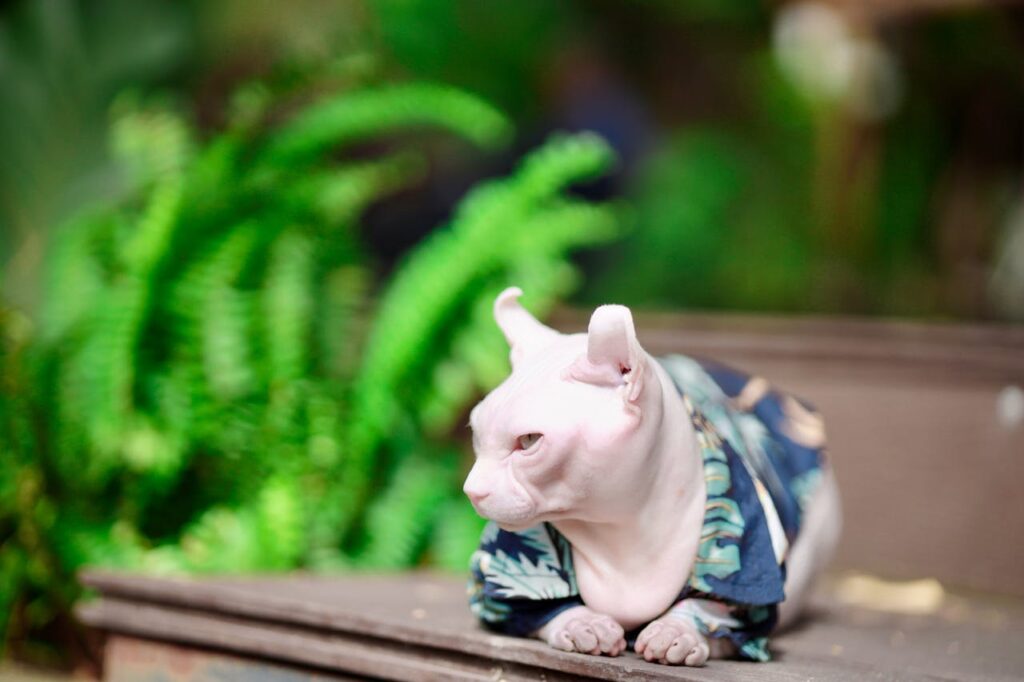 sphynx