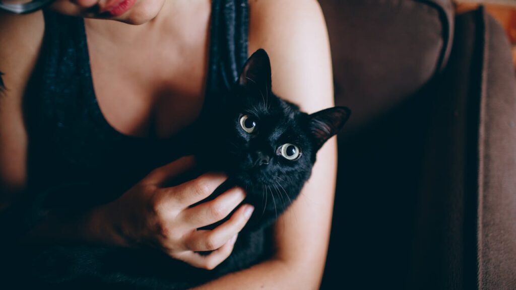 black cat