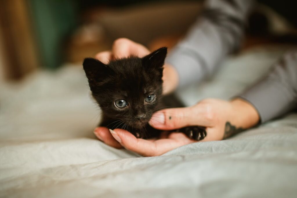 12 Things You Need to Know Before Adopting a Kitten