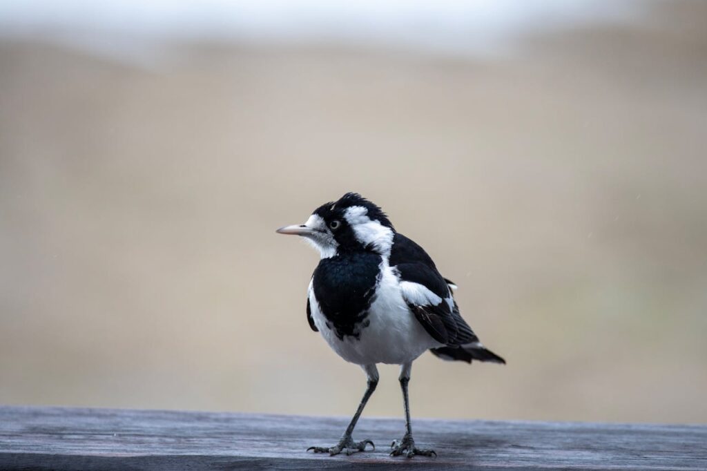 australian-magpie