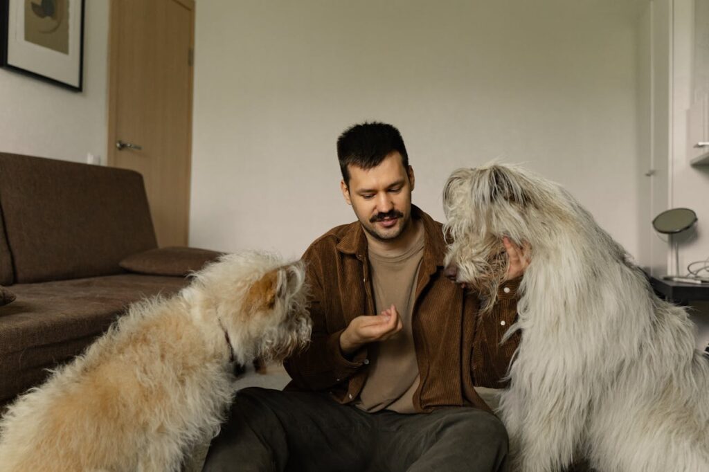 man feeding dogs