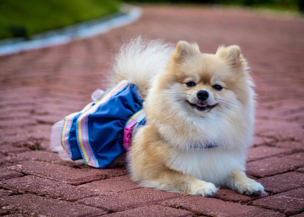 Pomeranian