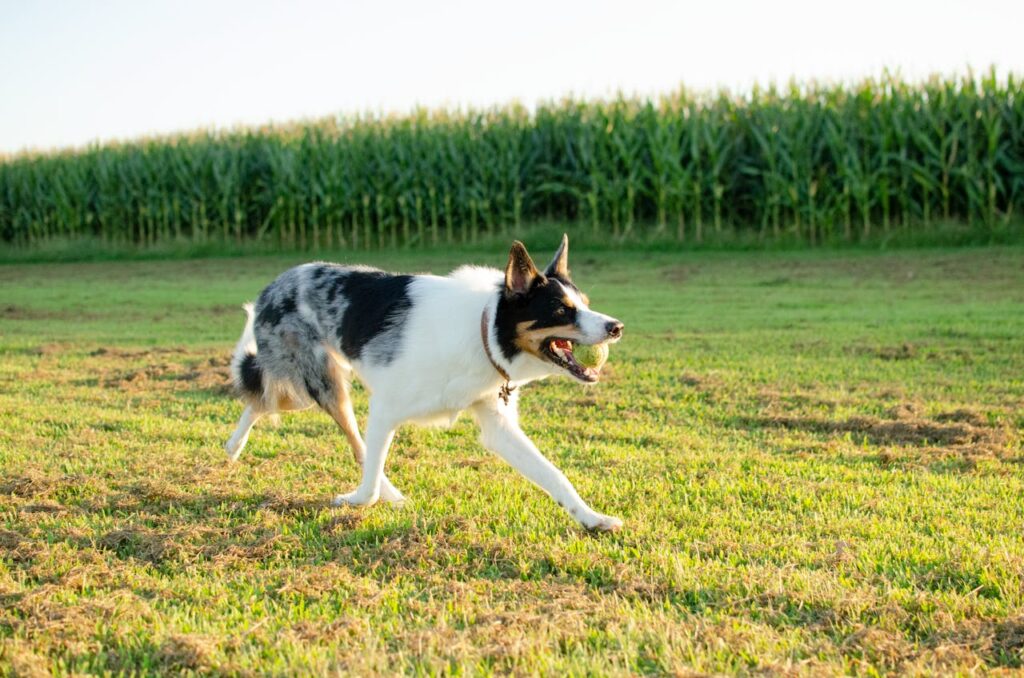 border collie