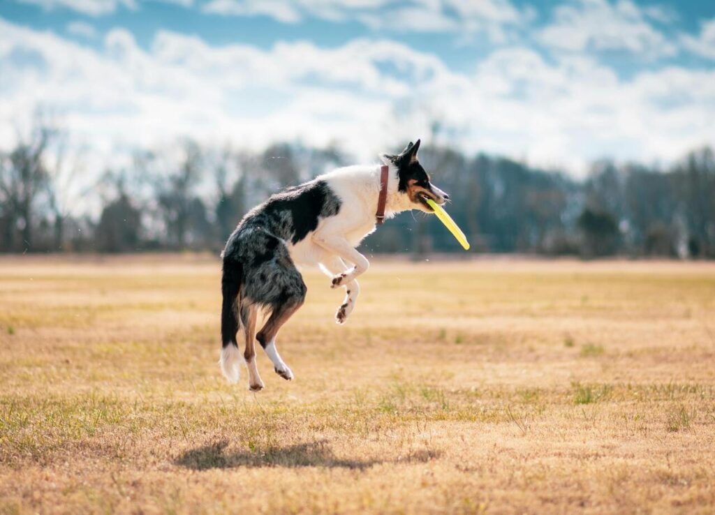 dog training