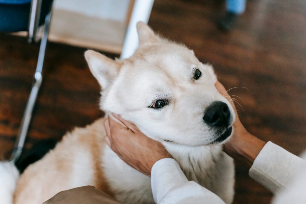 akita