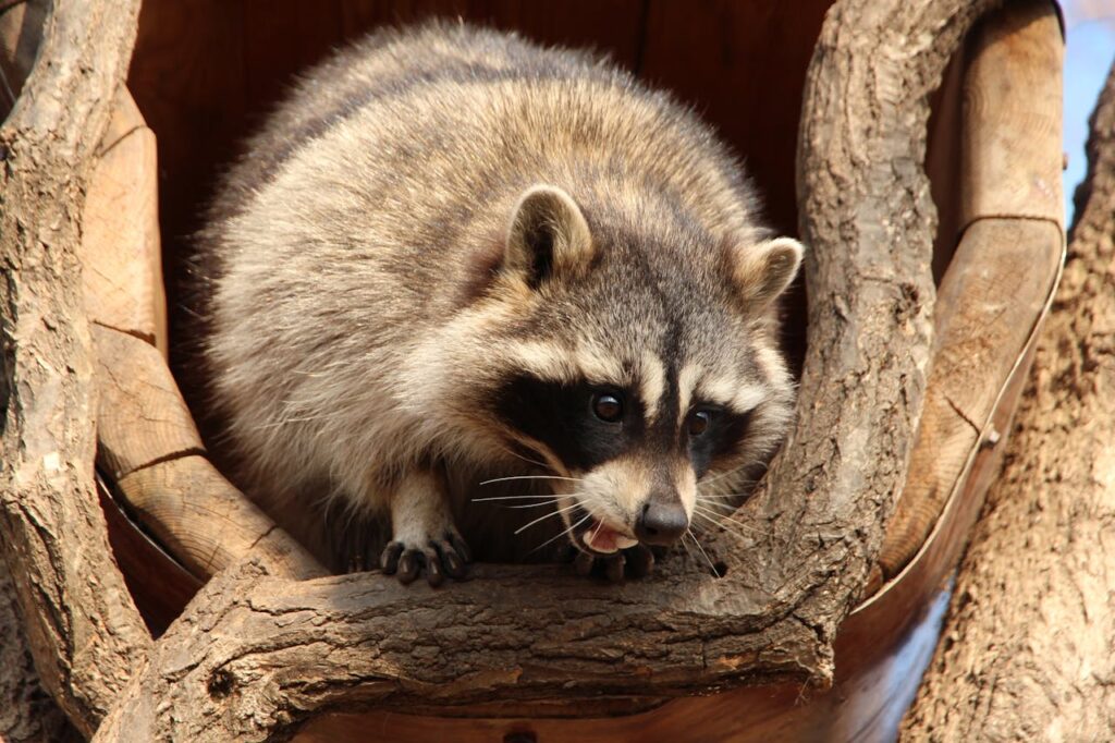 gray-raccoon