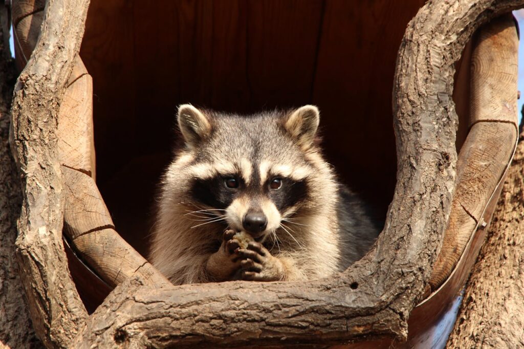 raccoon