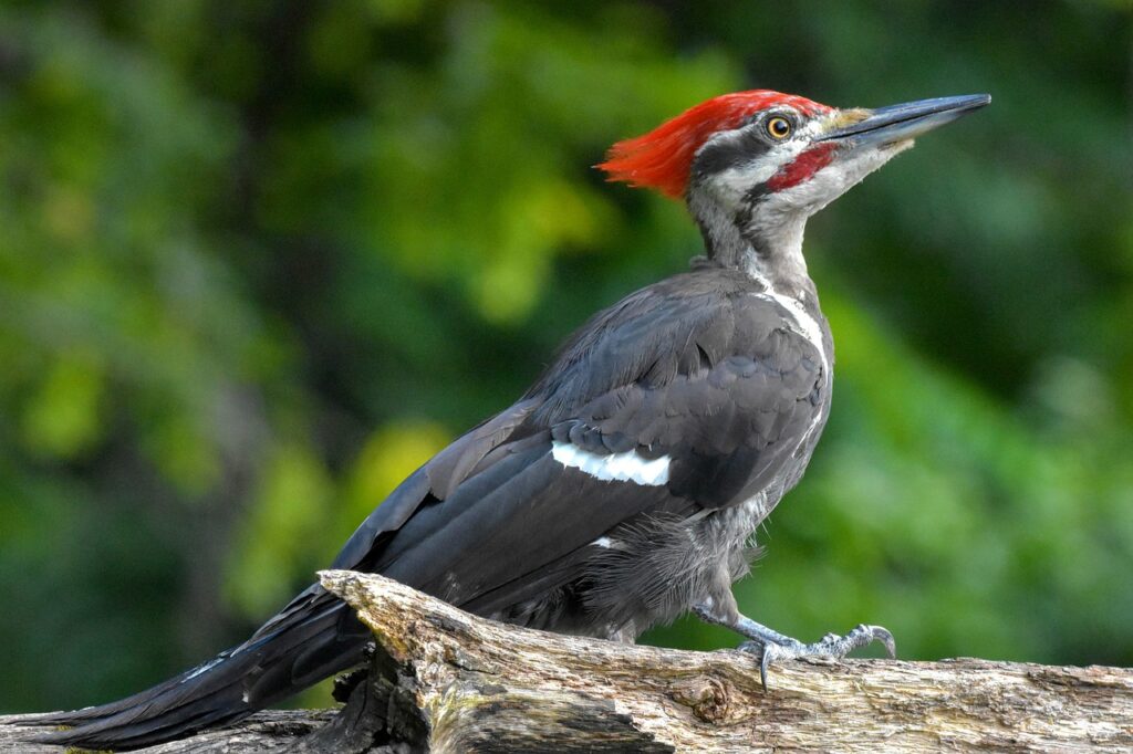 pileated-woodpecker