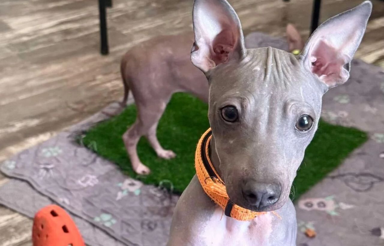 American Hairless Terrier with an orange collar.