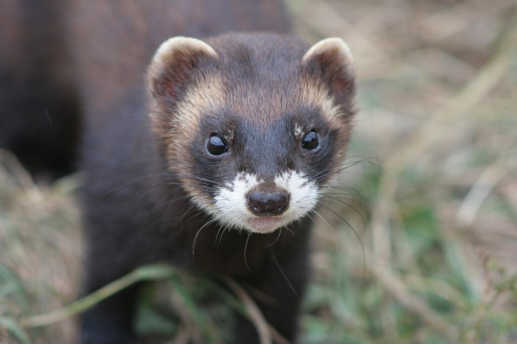 EUROPEAN FERRET