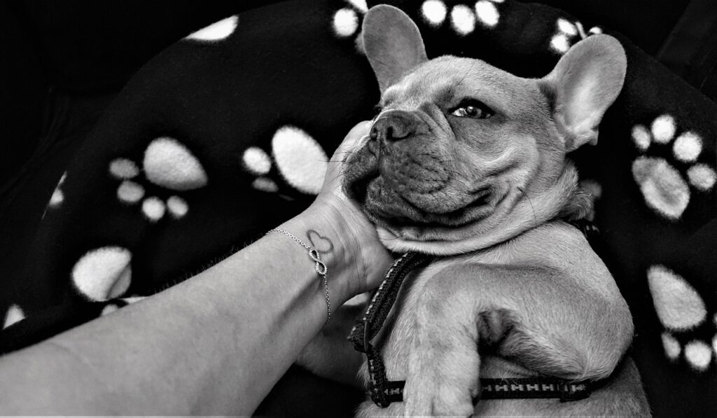french bulldog