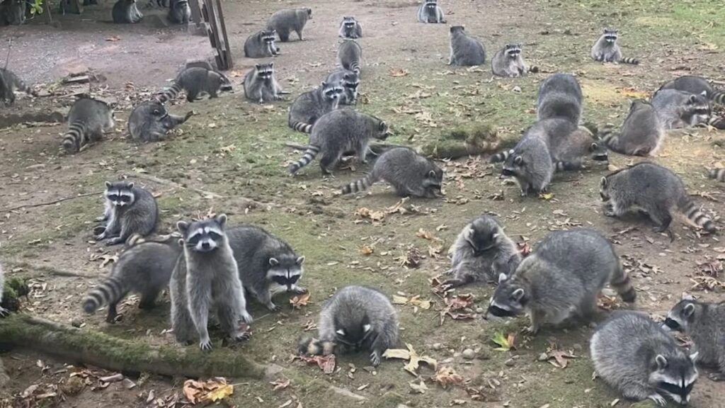 Racoons