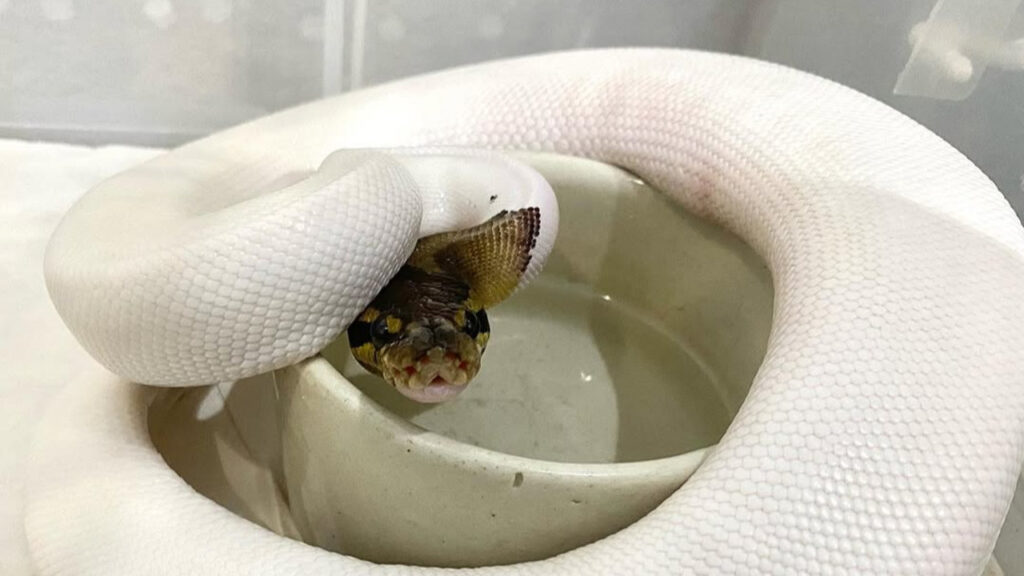  A Piebald Ball Python