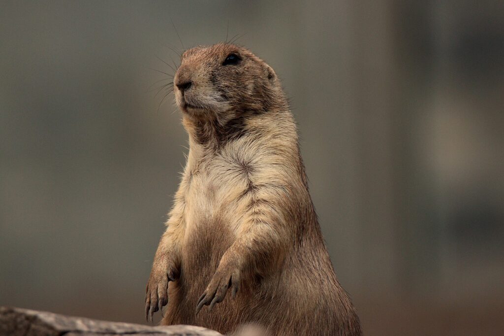 Prairie dog