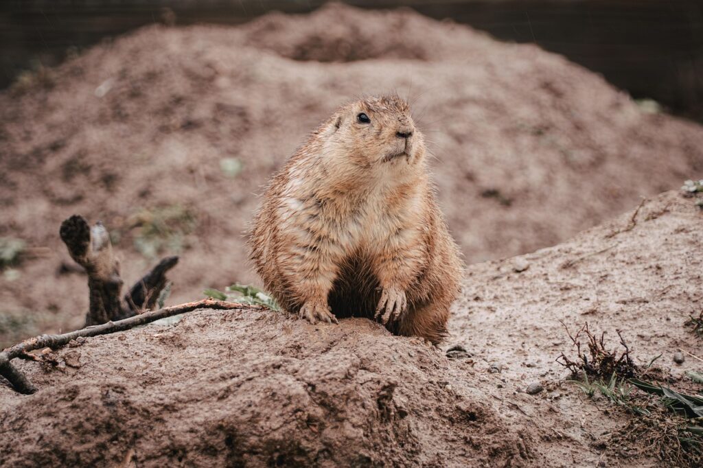 prairie-dog