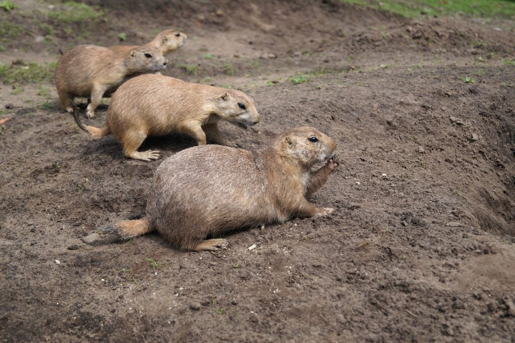 prairie-dogs