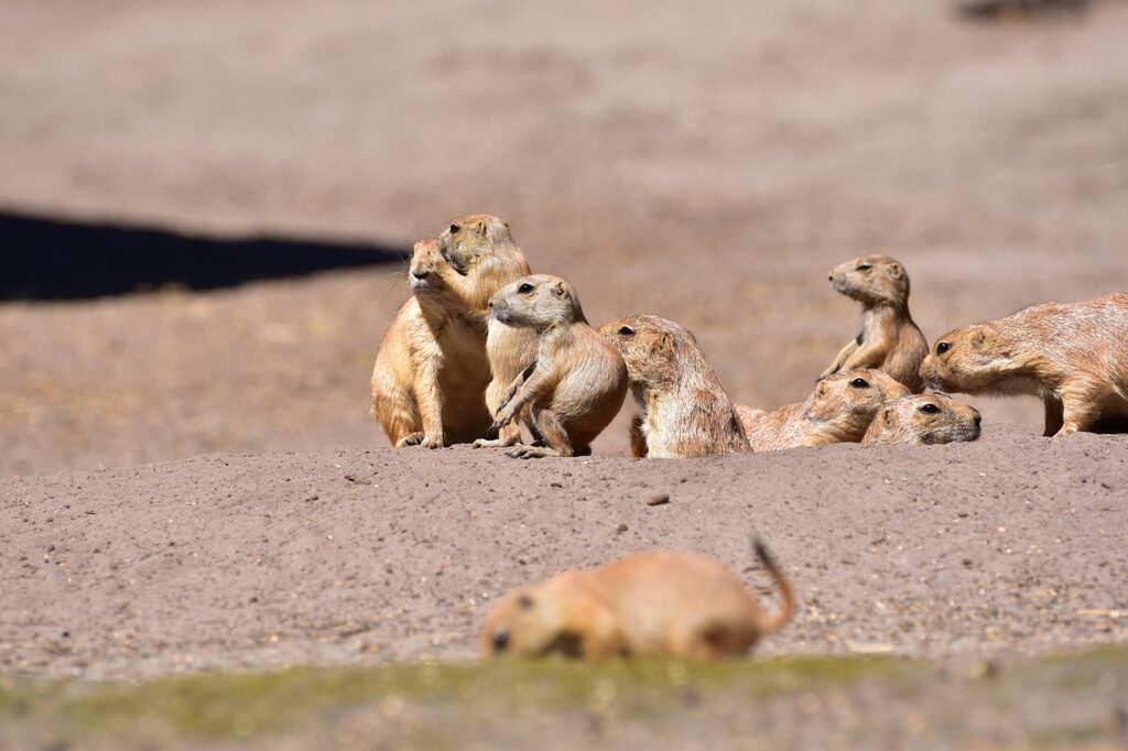 prairie-dogs
