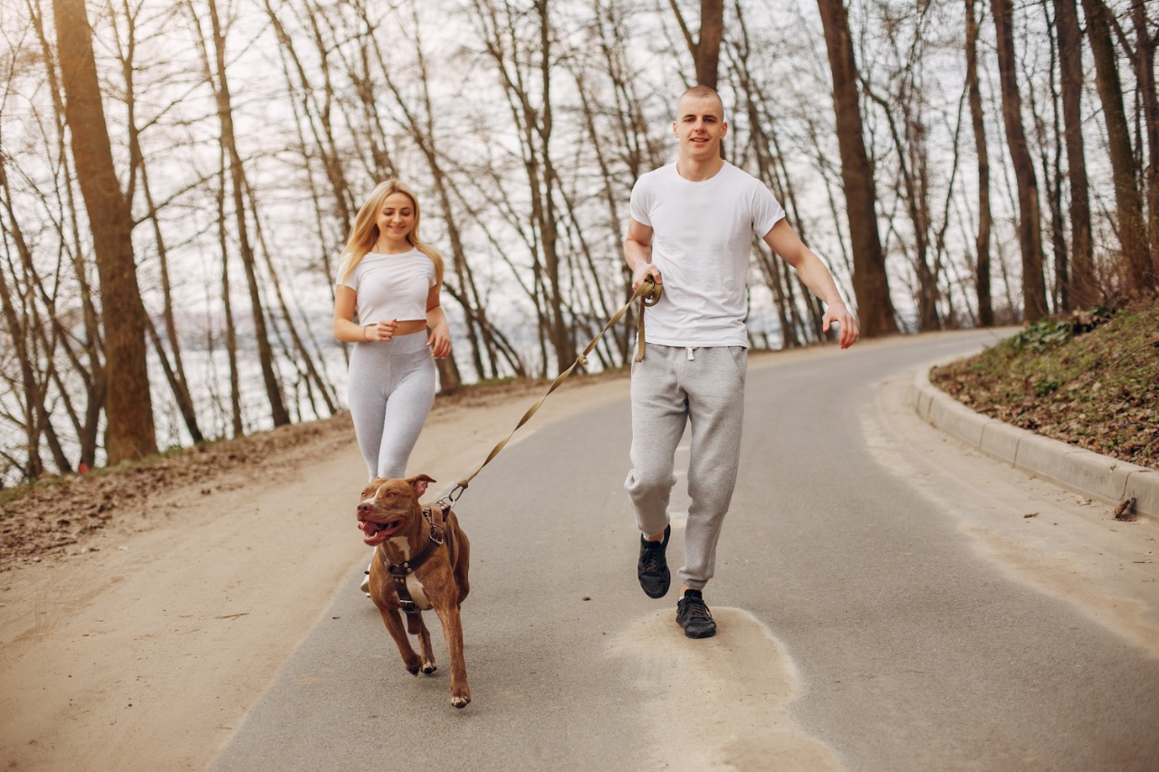 Dog walking with owners