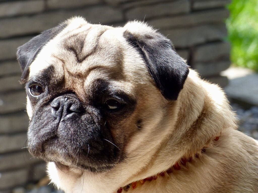 pug