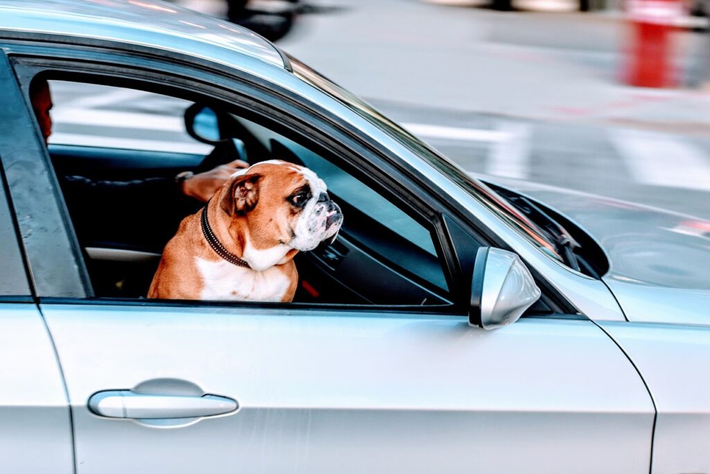 Pug - The Adorable Snorter (pug in car)
