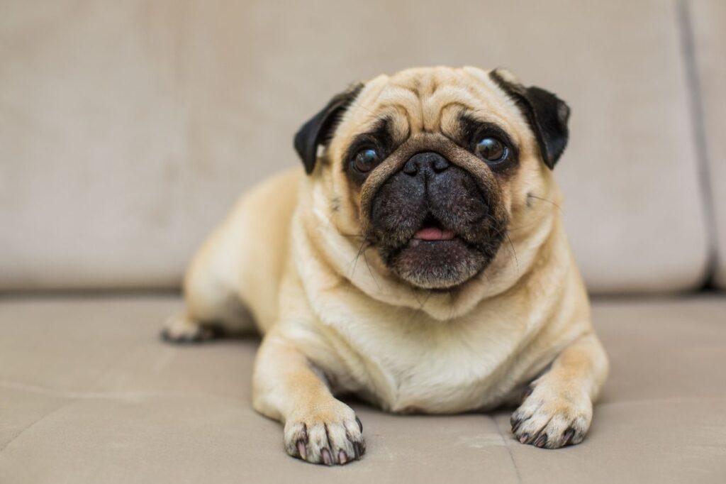 pug resting