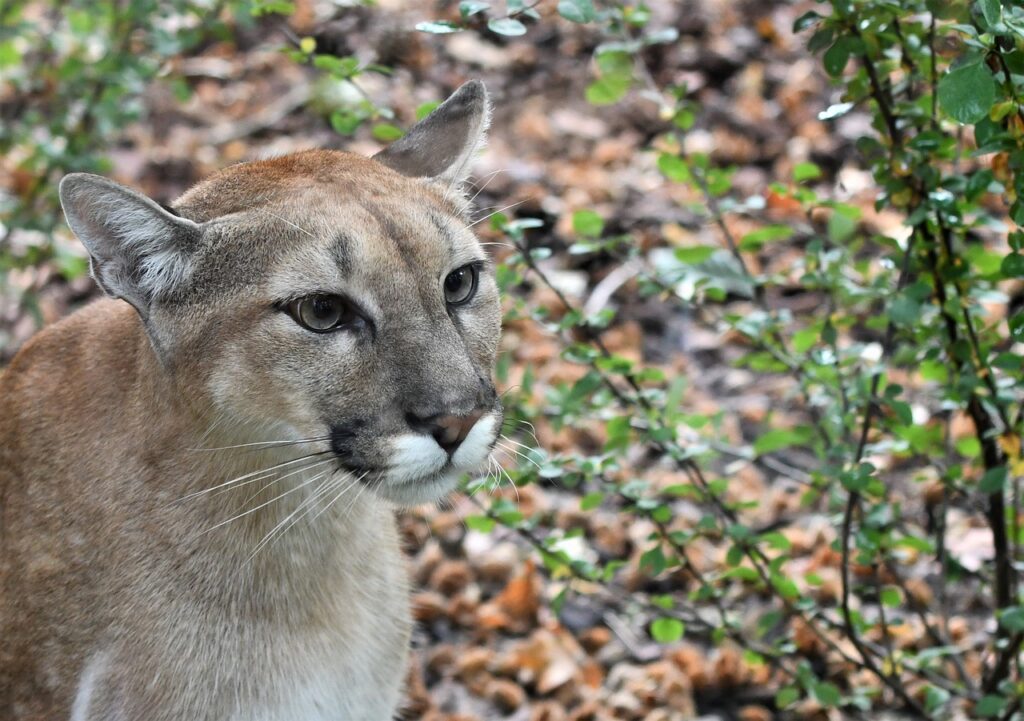 cougar