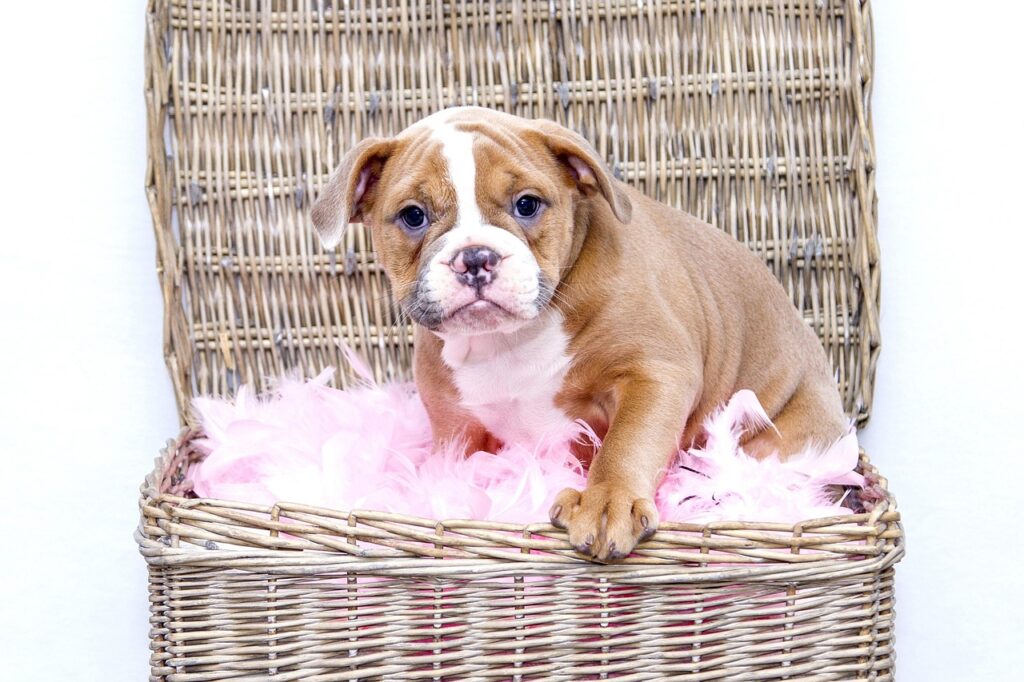 bulldog puppy