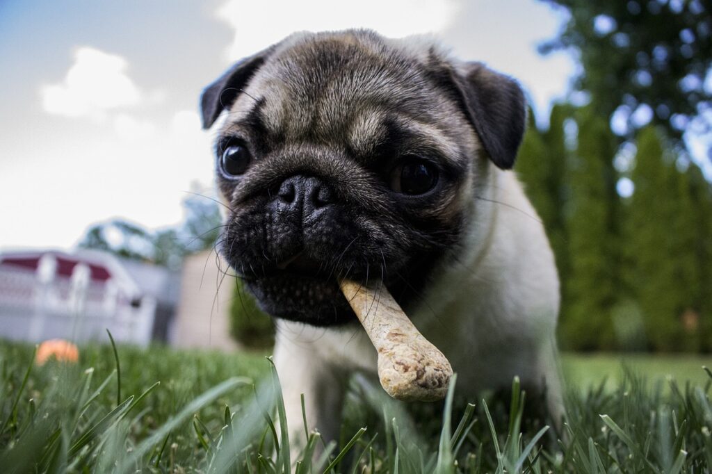 pug eating