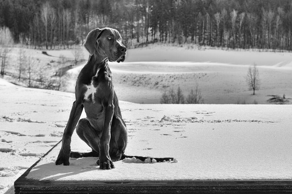 great dane