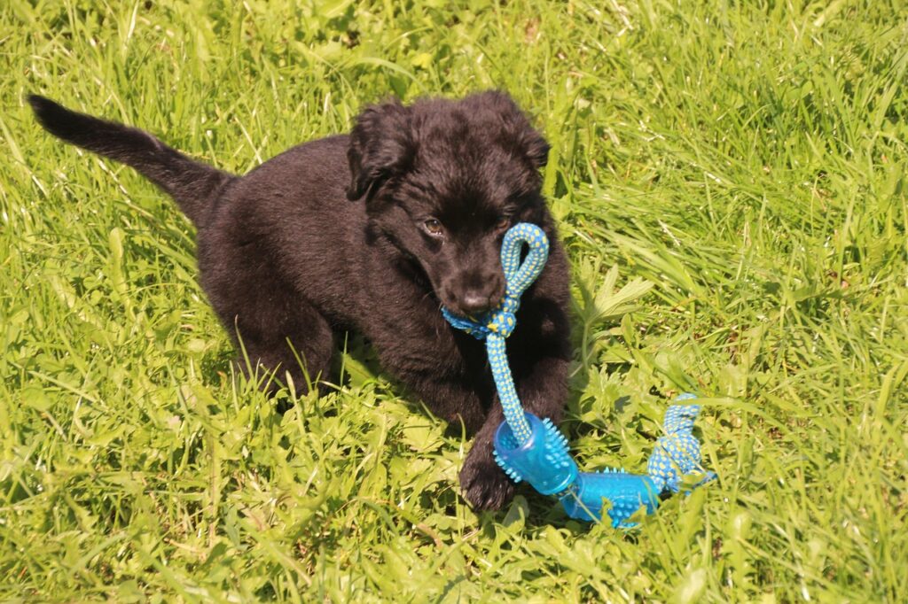Dog toy