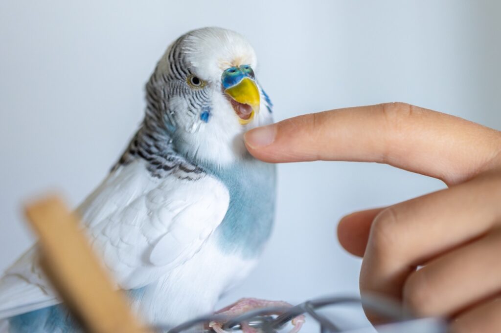Petting bird