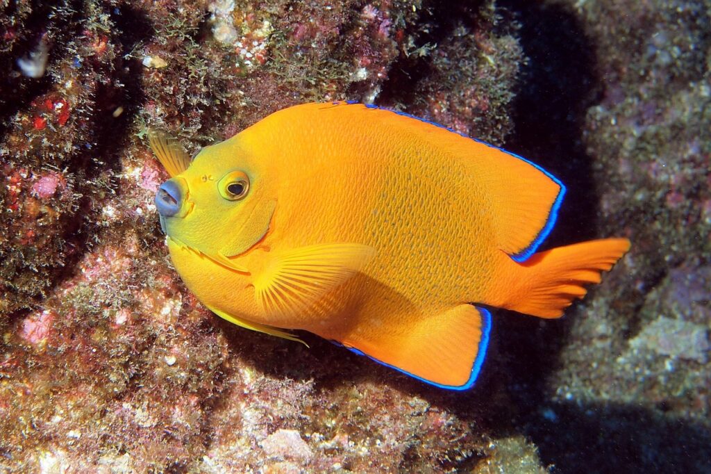 angelfish