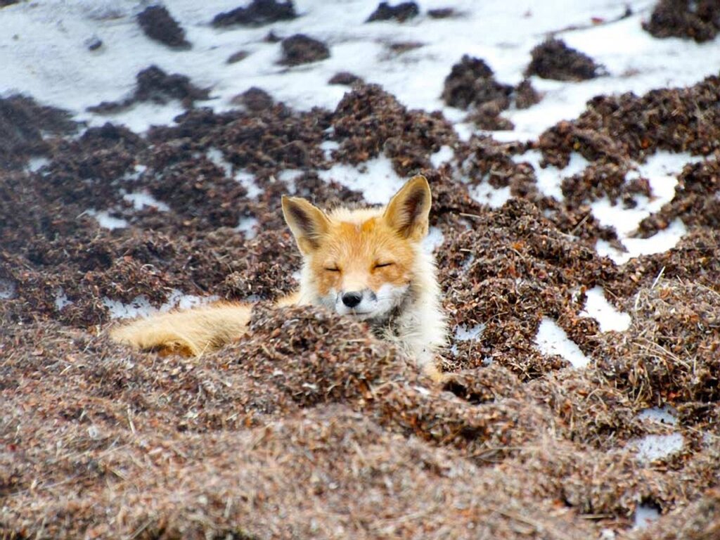 alaska red fox