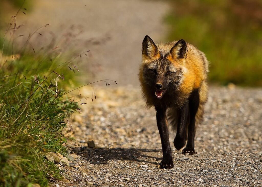 red fox